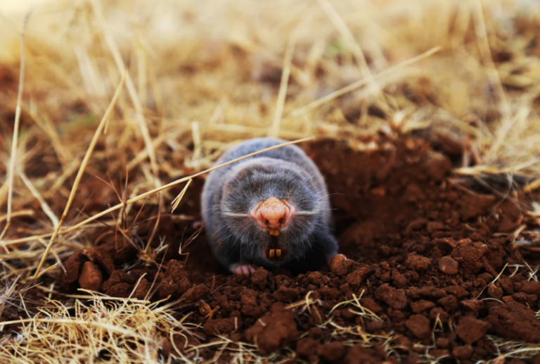 3 Pro Tips for Trapping Ground Moles