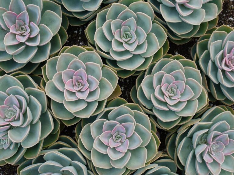 How to Care For Low-Light Succulents